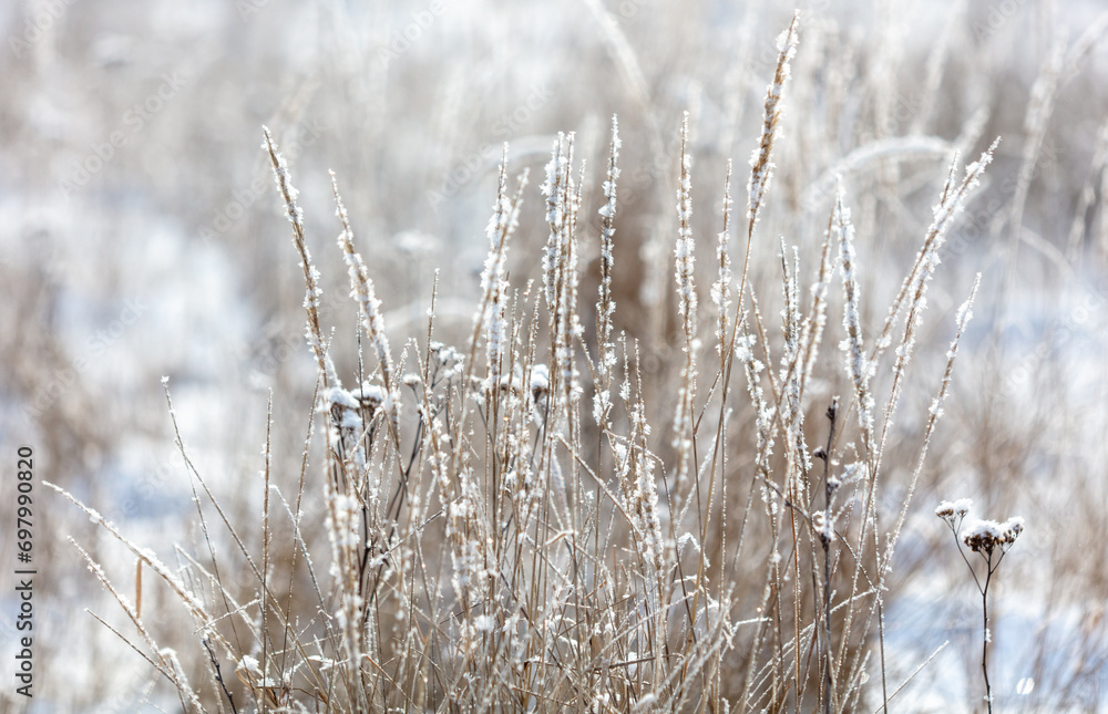 Fototapeta premium Dry grass in the snow in winter