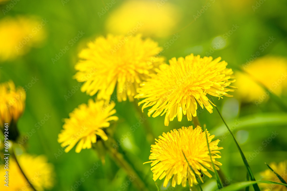 Fototapeta premium Yellow dandelions blooming on grass background 