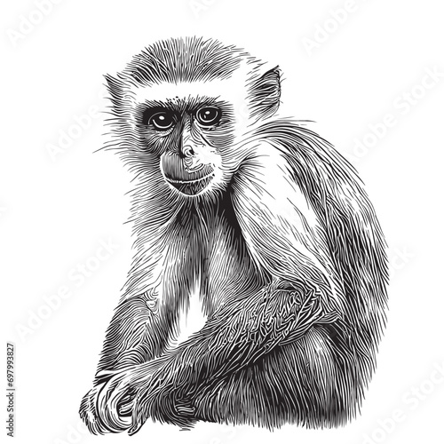 Capuchin monkey sketch hand drawn realistic style photo