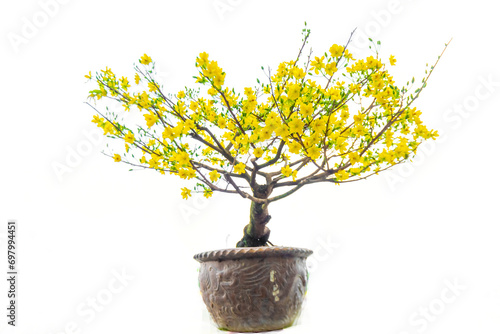 Yellow apricot flowers isolated background