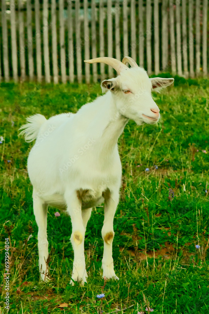 Goats.- A herd of goats, bearded goats grazing in a green meadow. they are grazing the grass. young goats with horns, a collective farm herd. Close-up. wildlife. The concept of animal husbandry on the Goats.- A herd of goats, bearded goats grazing in a green meadow. they are grazing the grass. young goats with horns, a collective farm herd. Close-up. wildlife. The concept of animal husbandry on the