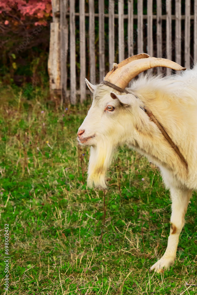 Goats.- A herd of goats, bearded goats grazing in a green meadow. they are grazing the grass. young goats with horns, a collective farm herd. Close-up. wildlife. The concept of animal husbandry on the Goats.- A herd of goats, bearded goats grazing in a green meadow. they are grazing the grass. young goats with horns, a collective farm herd. Close-up. wildlife. The concept of animal husbandry on the