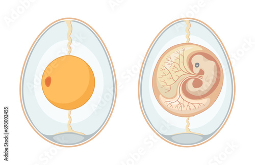 Embryo in the egg. Vector and PNG on transparent background.	