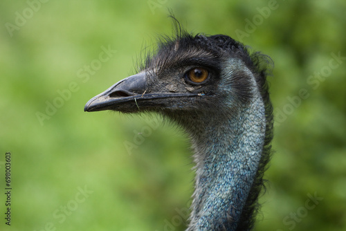 Emu closeup. Dromaius novaehollandiae. Cute bird on a green background. 