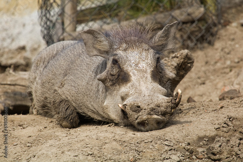 Warthog. Phacochoerus africanus. Warthog mammal similar to a pig. Adorable ugly animal Pumba Lion King.