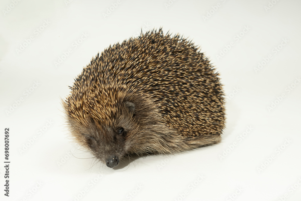 igel tier wild igel tier wild