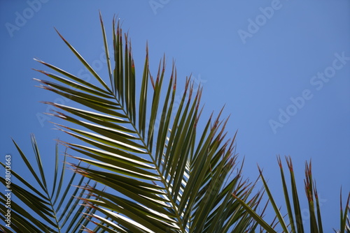 Plants on the mediterranean beach