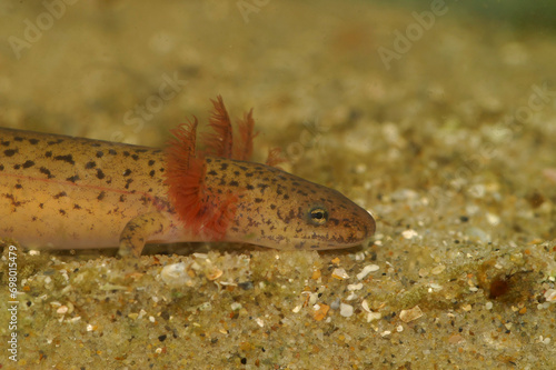 Closeup on a larvae gilled Blue Ridge Red Salamander, Pseudotriton ruber schencki