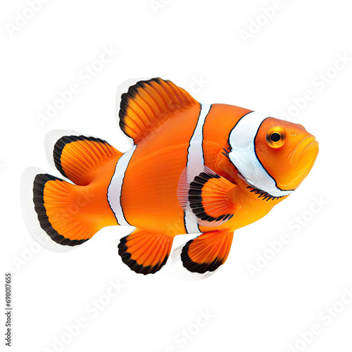 clownfish isolated on transparent background