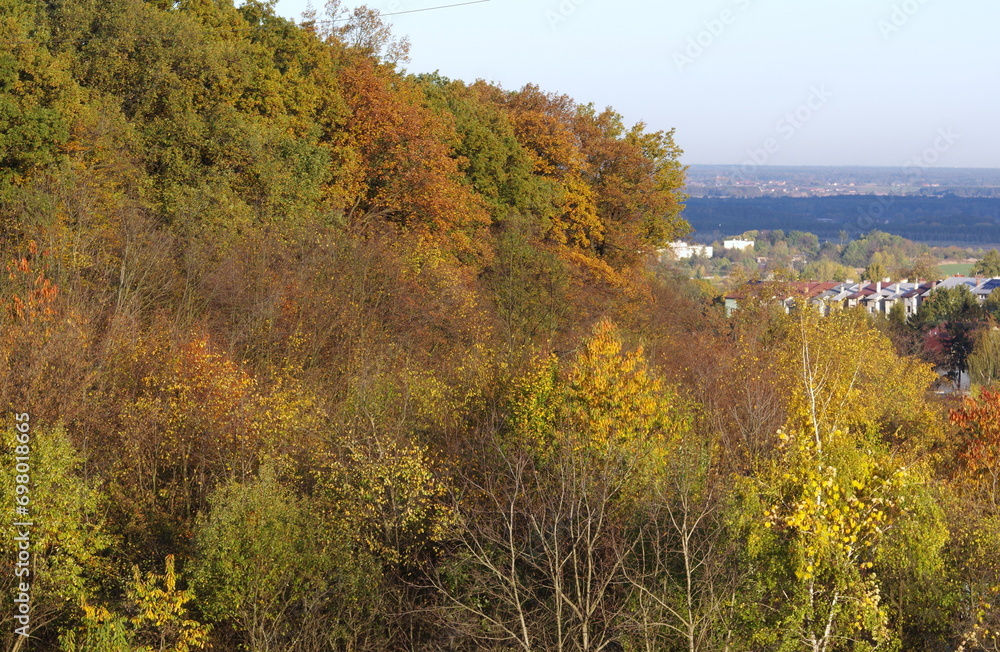Autumn forest in Trzebnica Poland