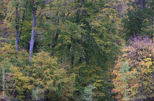 Autumn forest in Trzebnica Poland photo