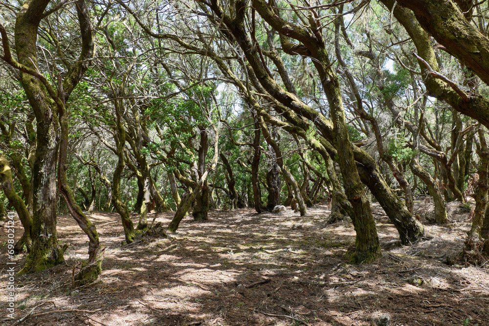 La Gomera Loorberwald Garajonay Nacional Park La Gomera Loorberwald Garajonay Nacional Park