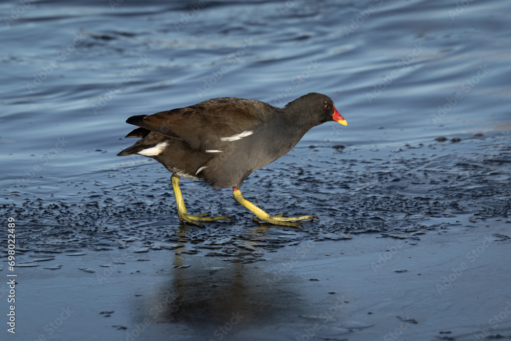 a close up of a moorhen as it walks on the ice. It shows its large feet and there is ample room for text around the subject a close up of a moorhen as it walks on the ice. It shows its large feet and there is ample room for text around the subject