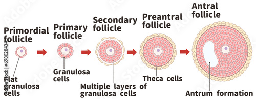 Foto Primordial follicle and developing follicles Labeled diagram PNG