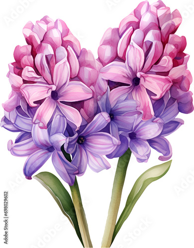 Hyacinth Flower  Watercolor Clipart 