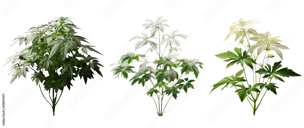 Low-Maintenance Beauties Easy-Care Houseplants for the Modern Home Low-Maintenance Beauties Easy-Care Houseplants for the Modern Home