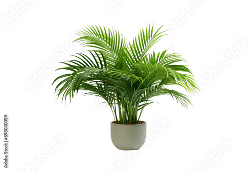 palm tree in a pot