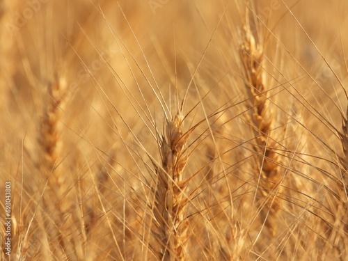 Horizontal close-up of dry Wheat Stalks