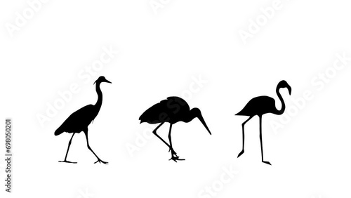 Animation with flamingo, stork and heron walking on the white background (seamless loop) photo