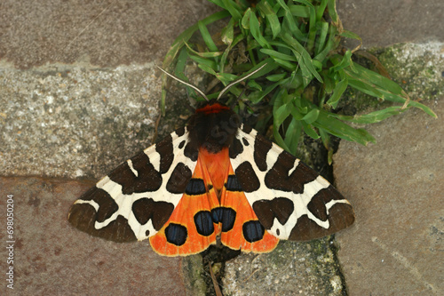 Closeup on the colorful great garden tiger moth Arctia caja, sitting with spread wings on a stone
