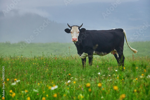 Cows graze in a meadow in the fog  Carpathian cows in Ukraine  mountain cows graze in the fog.