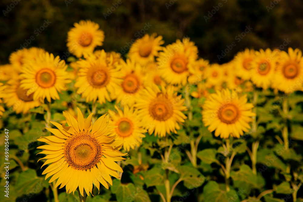 sunflower growing in field of sunflowers during a nice sunny winter day yellow sunflowers contrast with the blue sky in farmer's garden in Asian natural background. sunflower growing in field of sunflowers during a nice sunny winter day yellow sunflowers contrast with the blue sky in farmer's garden in Asian natural background.