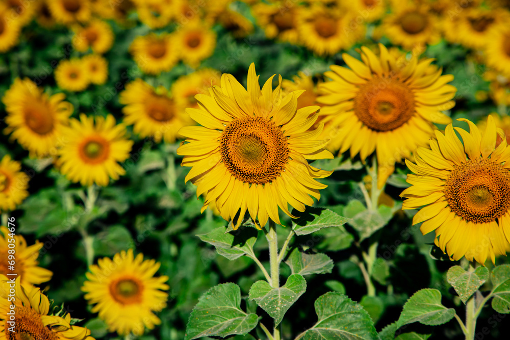 sunflower growing in field of sunflowers during a nice sunny winter day yellow sunflowers contrast with the blue sky in farmer's garden in Asian natural background. sunflower growing in field of sunflowers during a nice sunny winter day yellow sunflowers contrast with the blue sky in farmer's garden in Asian natural background.