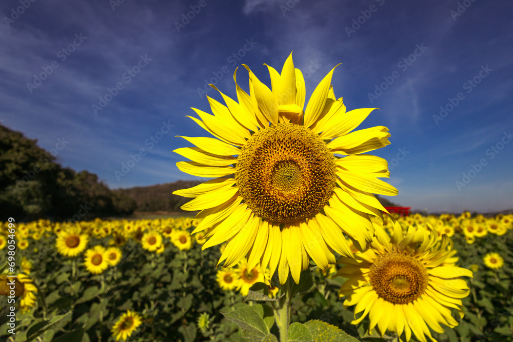 Fototapeta premium sunflower growing in field of sunflowers during a nice sunny winter day yellow sunflowers contrast with the blue sky in farmer's garden in Asian natural background. 