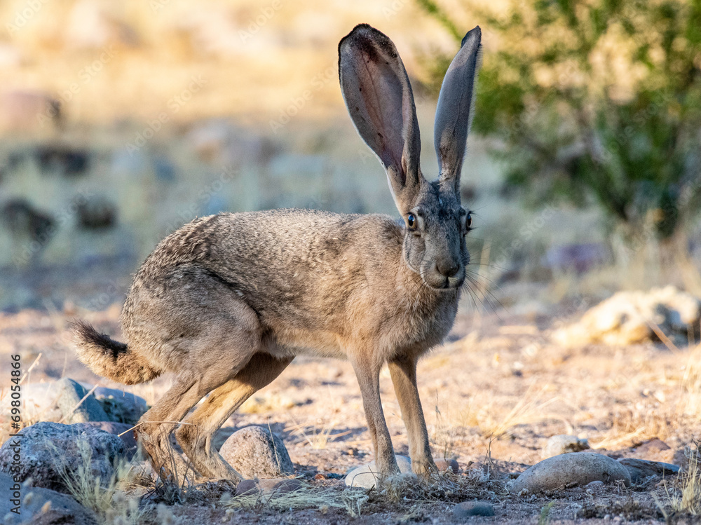 Desert Jackrabbit near the Lower Salt River in Arizona Desert Jackrabbit near the Lower Salt River in Arizona