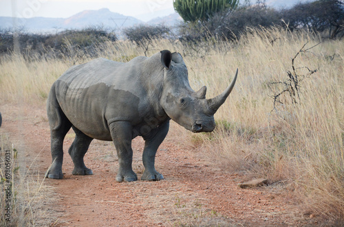 rhino walking in the grass