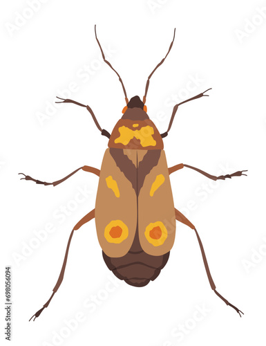 Oncopeltus varicolor. Insect icon flat isolated stock vector illustration photo