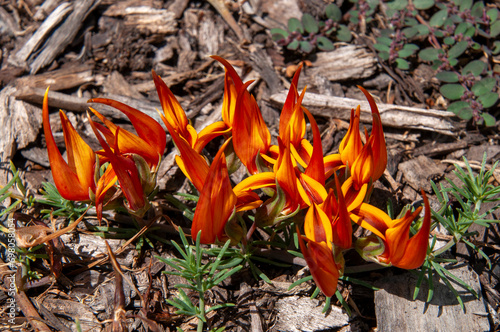 Sydney Australia, bright flowers of a lotus berthelotii groundcover photo