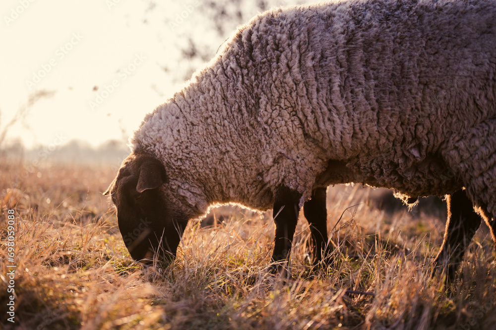 English Suffolk sheeps on a field and in a forest English Suffolk sheeps on a field and in a forest