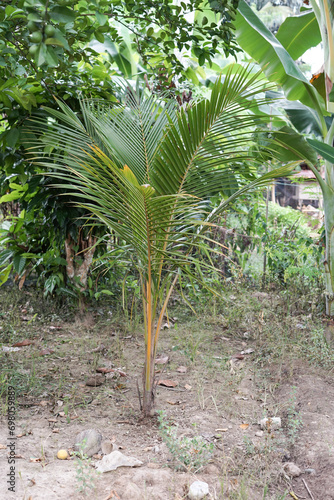 the coconut tree is still small