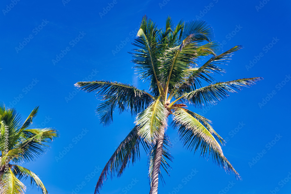 Palm trees against clear blue sky during summer day.