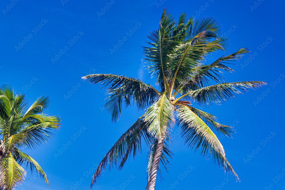 Palm trees against clear blue sky during summer day.