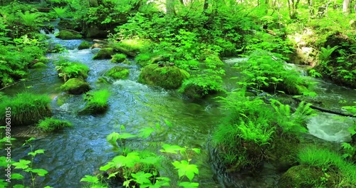 新緑の奥入瀬渓流　青森県