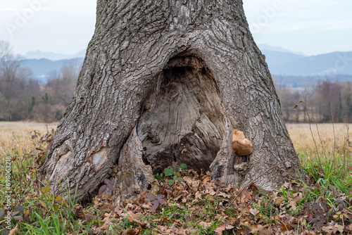 Hollow tree trunk with a large hole at the base. Large opening at the base of a trunk. Darkness inside a tree and mysteries of the forest. Old tree with large hollow cave inside, potential animal den. photo