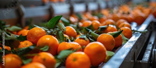 Fresh tangerines being sorted by weight and size on a modern grading line with special trolleys. photo