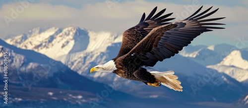 Bald eagle in flight over Alaskan snowy mountains with clear blue sky.