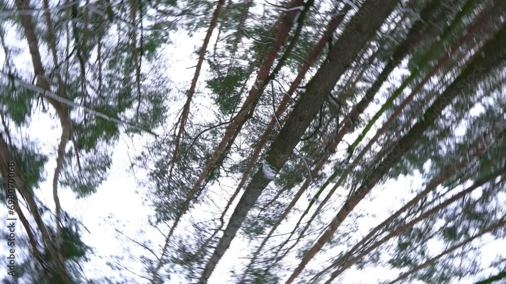Tall coniferous trees in winter in the forest, rotation Tall coniferous trees in winter in the forest, rotation