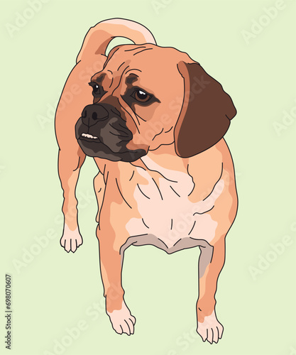 Puggle Dog Puggles Standing Front View photo