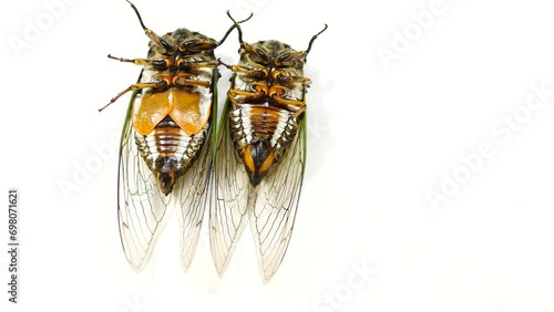 Comparison of cicada abdomen between male and female  on white background photo
