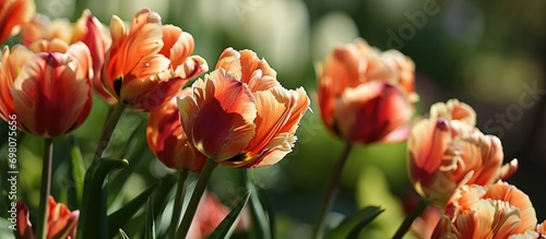 Tulipa 'Apricot Parrot' is an apricot Parrot Tulip. photo