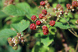 Closeup of a branch of ripening blackberries, Derbyshire England
