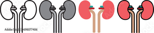 human anatomy. Kidneys icon with 4 different styles.