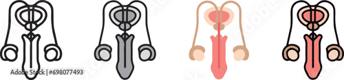 human anatomy. Reproductive system icon with 4 different styles.