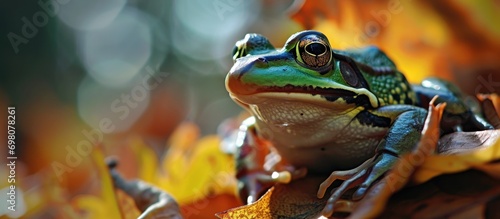 frog in the foliage photo