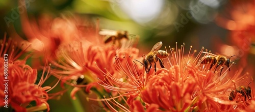 Focus on bees with long stamens of Scadoxus multiflorus flowers (known as Blood lily, Fireball lily, or Powderpuff lily). photo