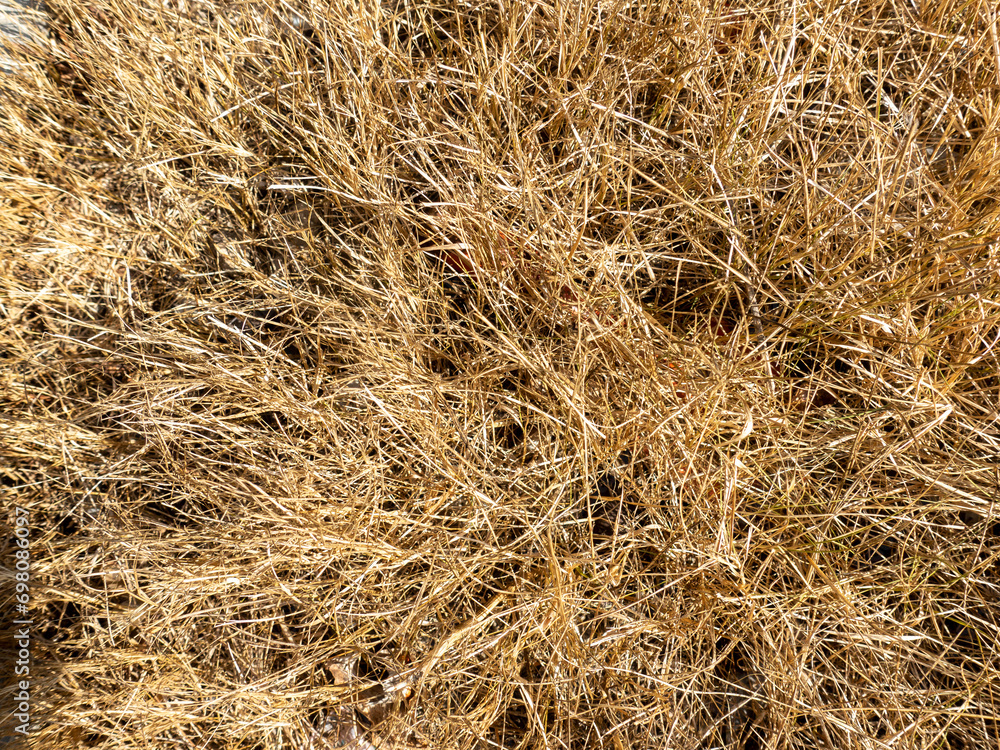 Closeup of old aged dry grass background Closeup of old aged dry grass background